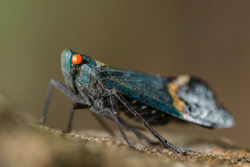 Insect in Tangkoko National Park