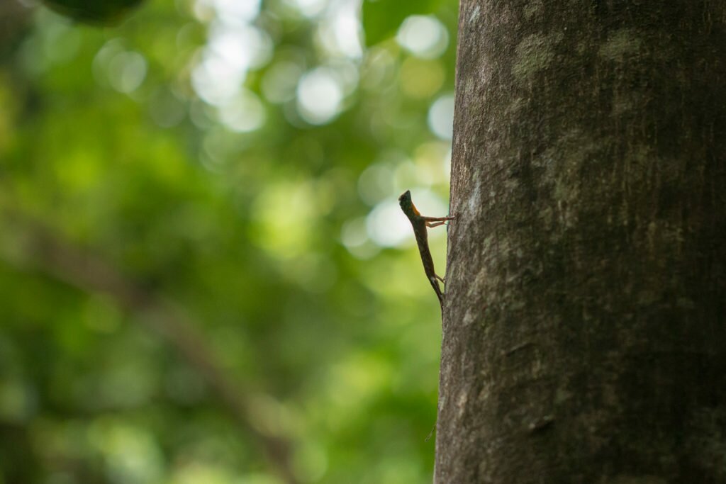 Gliding gecko on a tree