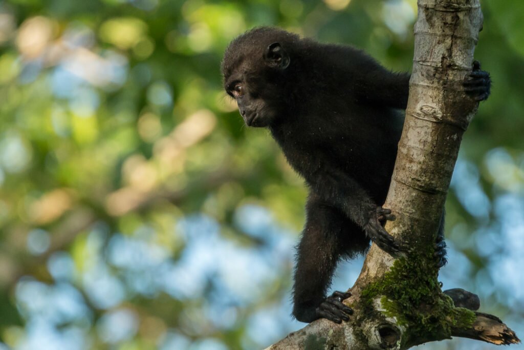 Young Black Macaque (Macaca nigra)