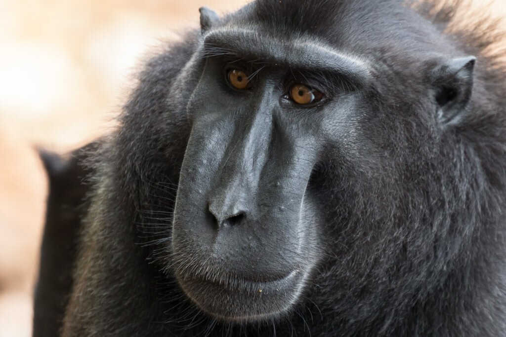Black Macaque - Tangkoko National Park