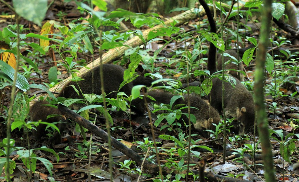 Coati family, Corcovado National Park