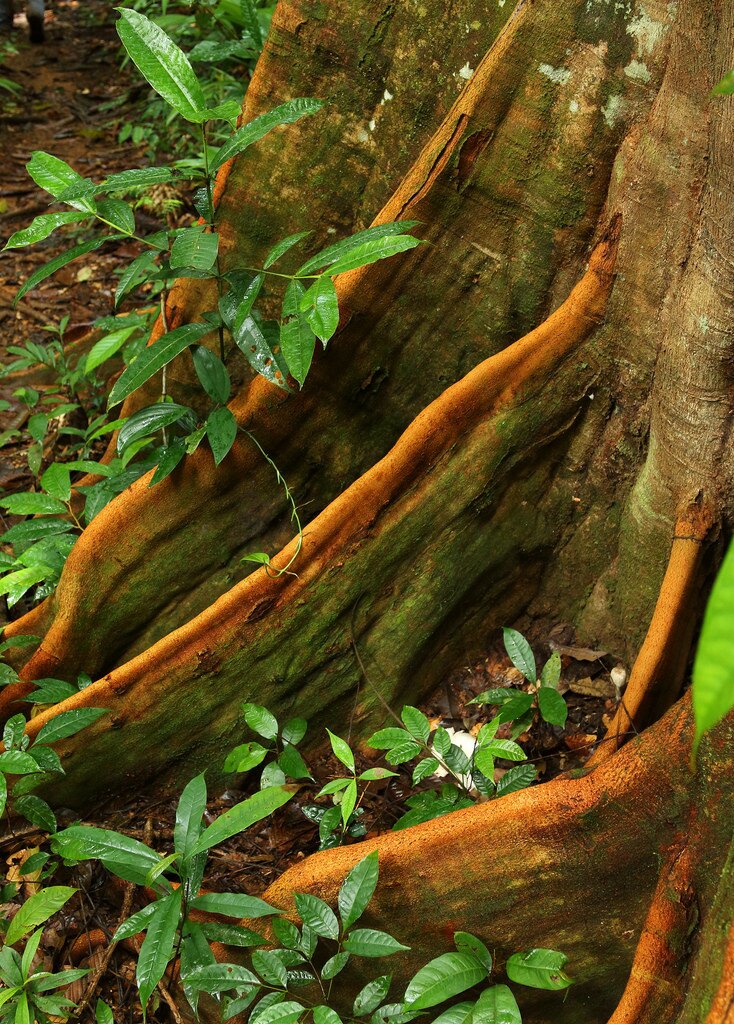 Tree roots, Corcovado