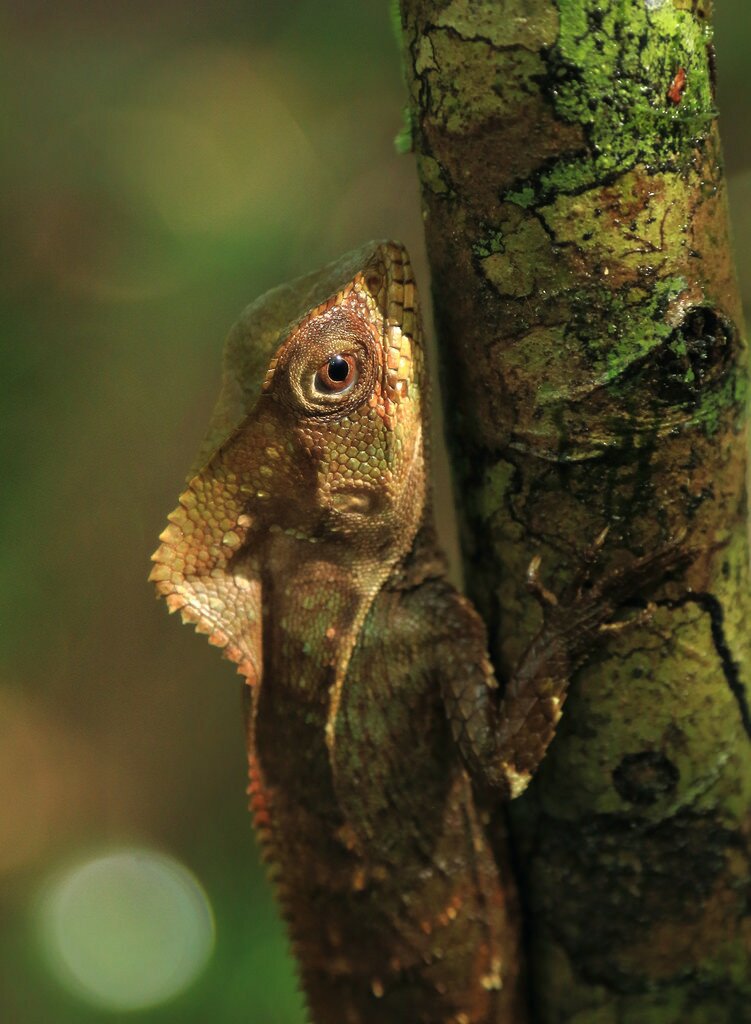 Lizard on tree in Corcovado