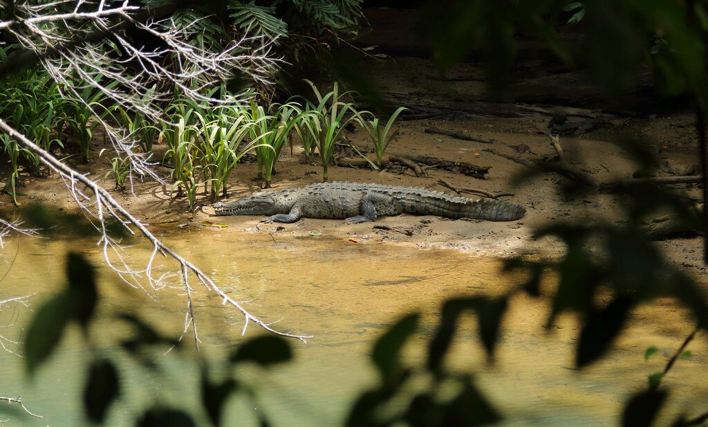 Crocodile near San Pedrillo, Corcovado