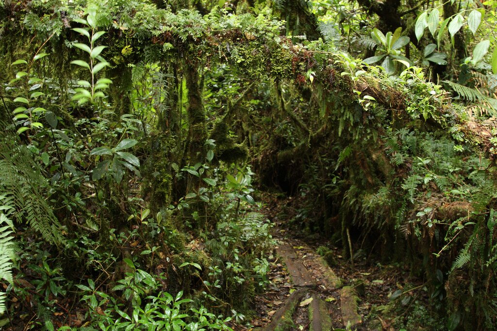 Summit hiking trail in Montecristo National Park