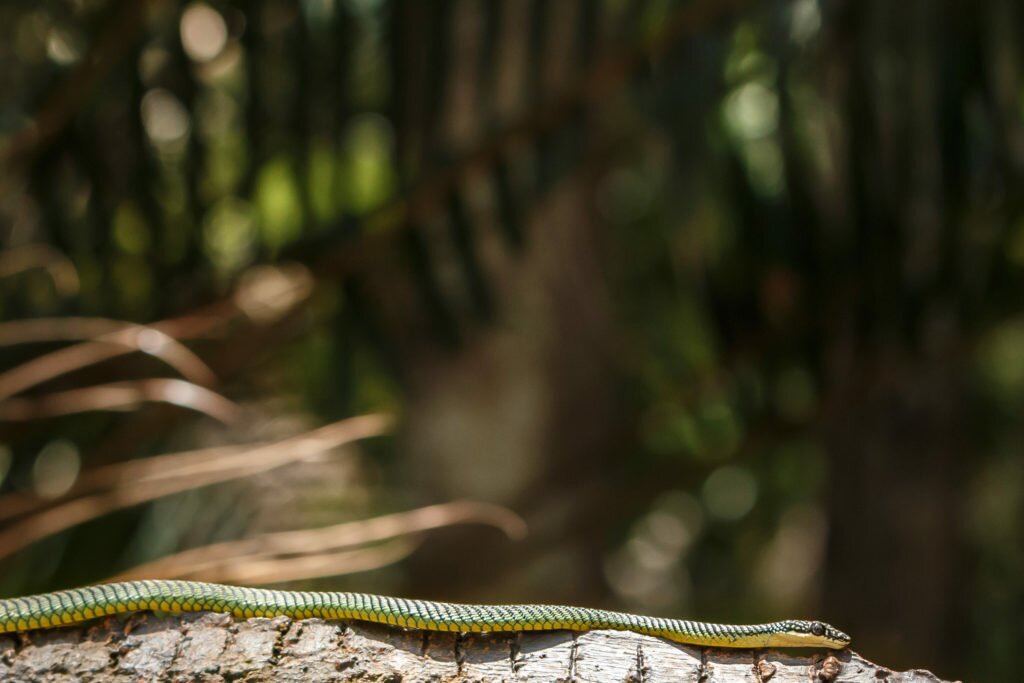 Paradise tree snake in Endau Rompin