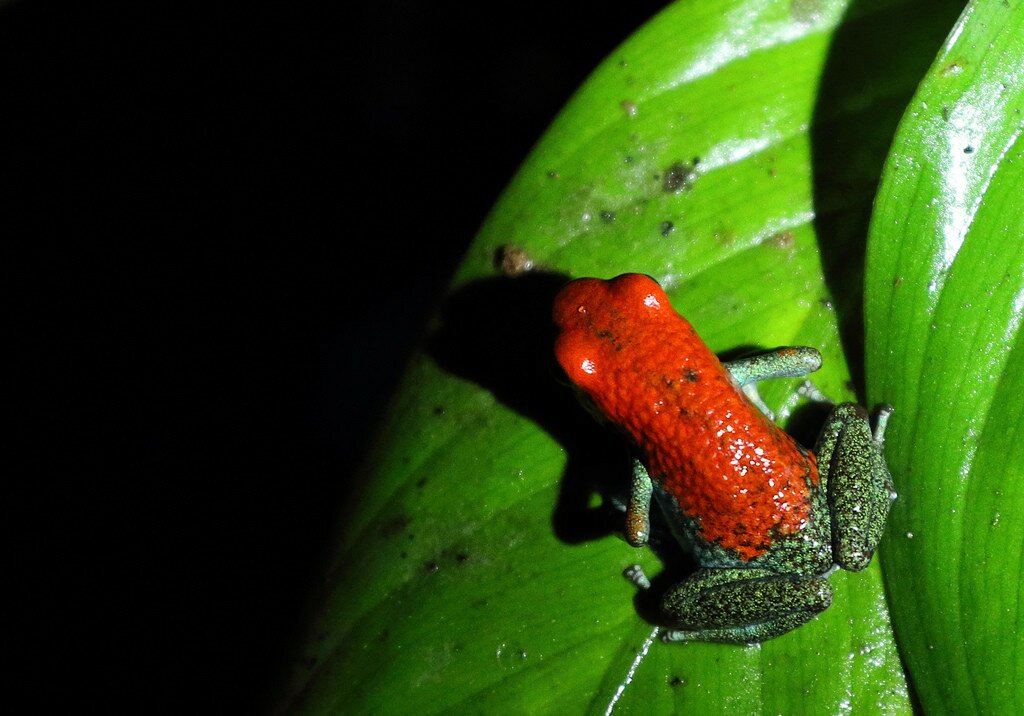 Red and green poison frog
