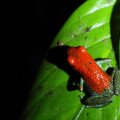 Red and green poison frog