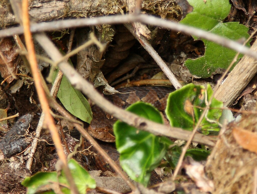 Snake hiding in Montecristo National Park