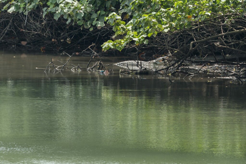 Crocodile in Sungei Buloh