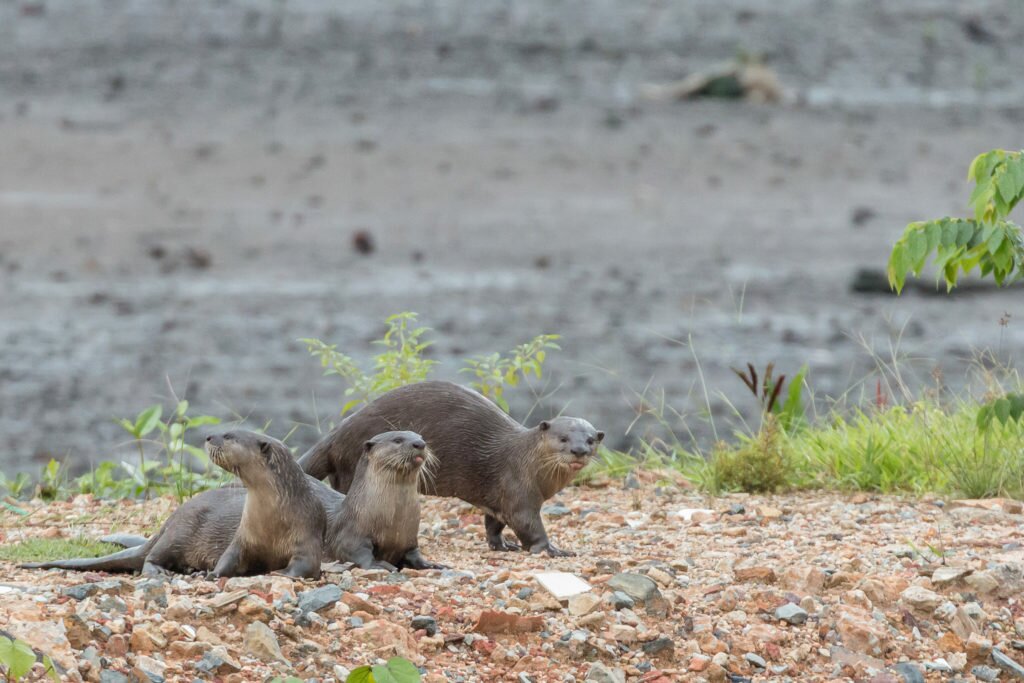 Otters playing and hunting in the mud flats area
