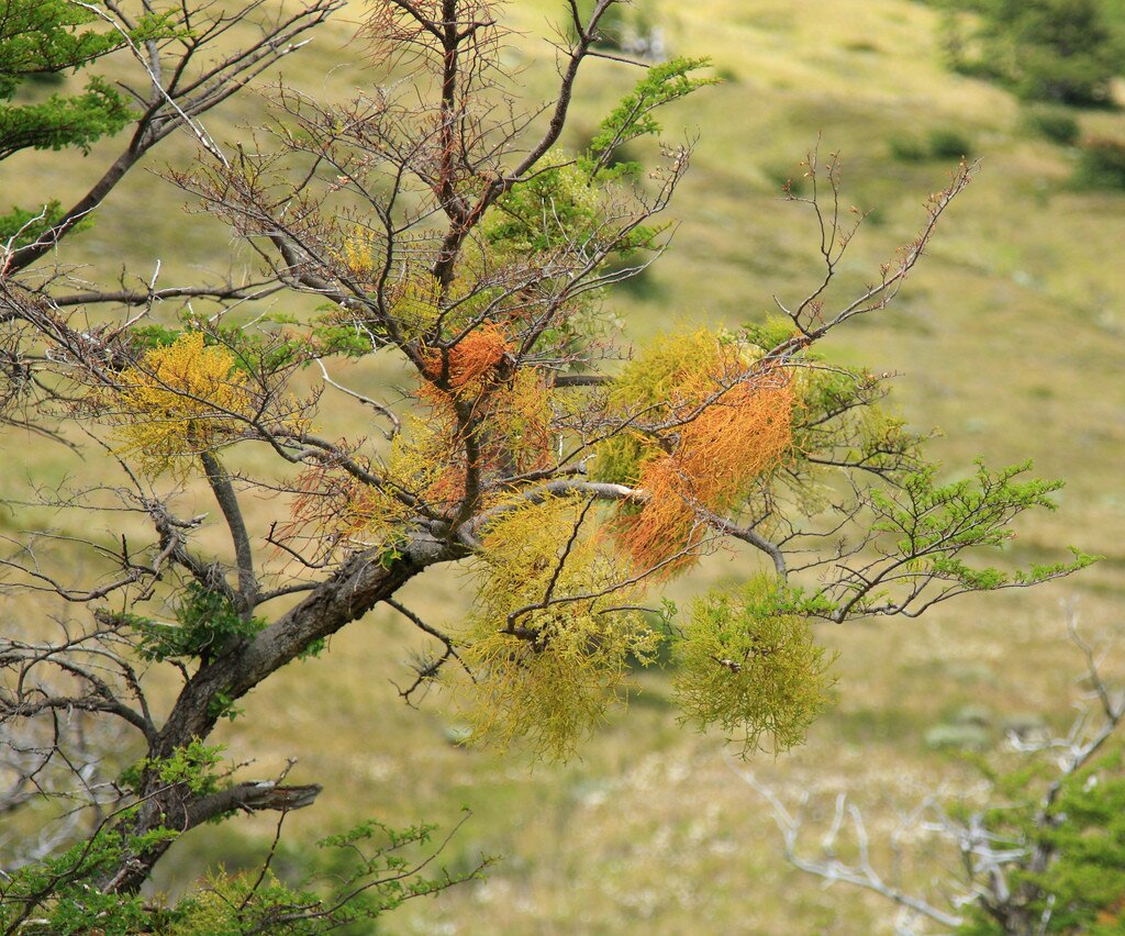 Colourful tree in Torres del Paine